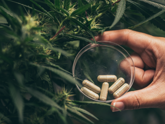 Auswirkungen von CBD-Öl auf den Cannabis-Drogentest